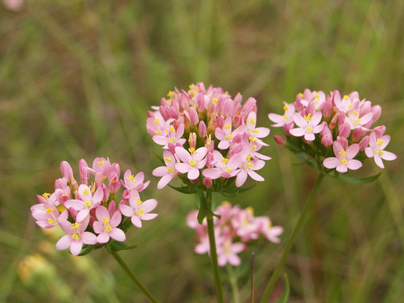 Centaury, Common flower